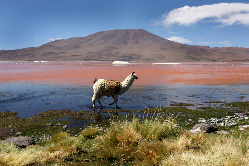 Bolivia - Cervene jezero